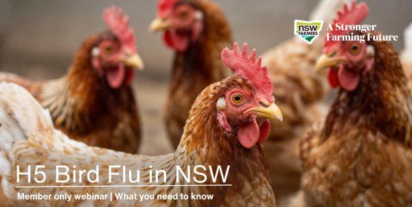 H5 Bird Flu in NSW - What you need to know>